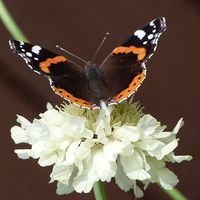 Buy canvas prints of Red Admiral on Scabiosa Flower by Stephen Cocking