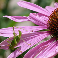 Buy canvas prints of  Cricket on Echinacea Flower by Stephen Cocking
