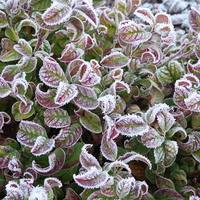 Buy canvas prints of  Frosty Leaves by Stephen Cocking