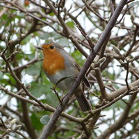 Buy canvas prints of  Robin in the Garden by Stephen Cocking
