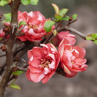 Buy canvas prints of  Quince  by Stephen Cocking