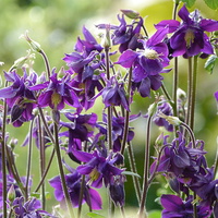 Buy canvas prints of  Aquilegia Purple Flowers by Stephen Cocking