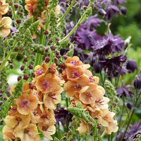 Buy canvas prints of  Verbascum and Aquilegia by Stephen Cocking