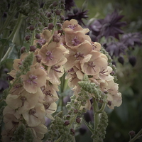 Buy canvas prints of  Verbascum 'Clementine' by Stephen Cocking