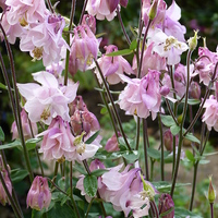 Buy canvas prints of  Pink Aquilegia by Stephen Cocking