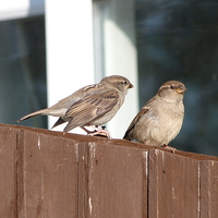 Buy canvas prints of  House Sparrows Sitting on the Fence by Stephen Cocking
