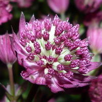 Buy canvas prints of  Star of Beauty - Astrantia major by Stephen Cocking