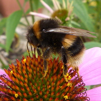 Buy canvas prints of  Bumble on Echinacea Flower by Stephen Cocking