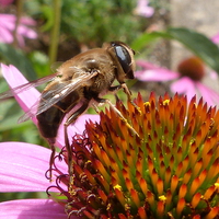 Buy canvas prints of  Honey Bee on Echinacea Flower by Stephen Cocking