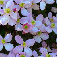 Buy canvas prints of  Clematis Montana by Stephen Cocking