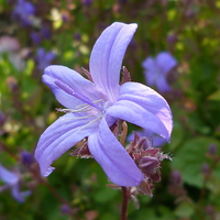 Buy canvas prints of  Campanula Flower by Stephen Cocking