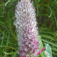 Buy canvas prints of Trifolium Rubens by Stephen Cocking