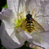 Buy canvas prints of  Hoverfly on Flower by Stephen Cocking