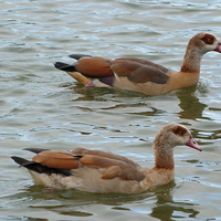 Buy canvas prints of  Egyptian Geese by Stephen Cocking