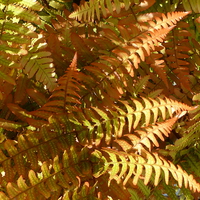 Buy canvas prints of  Colourful Fern by Stephen Cocking