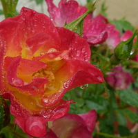 Buy canvas prints of  Rose and Water Droplets by Stephen Cocking