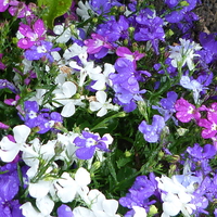 Buy canvas prints of  Lobelia with Pastel Colours by Stephen Cocking