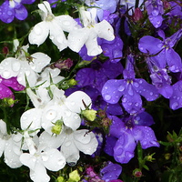 Buy canvas prints of  Lobelia Flowers with Rainwater by Stephen Cocking