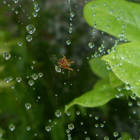 Buy canvas prints of Spider and Water Droplets by Stephen Cocking