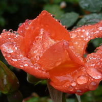 Buy canvas prints of  Warm Welcome - Rose - Water Droplets by Stephen Cocking
