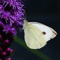 Buy canvas prints of White Butterfly on a Liatris by Stephen Cocking