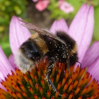 Buy canvas prints of  Bumble Bee on Echinacea Flower by Stephen Cocking