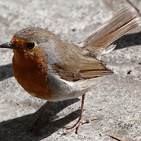 Buy canvas prints of Robin Red Breast by Stephen Cocking