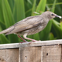 Buy canvas prints of Baby Starling Feeding by Stephen Cocking