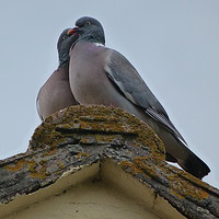 Buy canvas prints of Wood Pigeons on Roof by Stephen Cocking