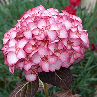 Buy canvas prints of Pink Hydrangea Flower by Stephen Cocking