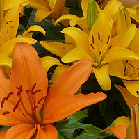 Buy canvas prints of Lily Flowers by Stephen Cocking