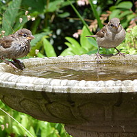 Buy canvas prints of House Sparrows at Bird Bath by Stephen Cocking