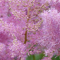 Buy canvas prints of Astilbe Pink Flowers by Stephen Cocking