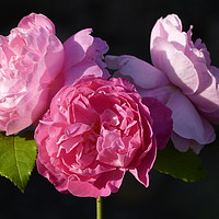 Buy canvas prints of 'Mary Rose' triple blooms by Stephen Cocking