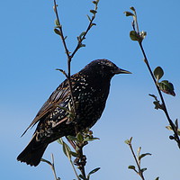 Buy canvas prints of Starling against Blue Sky by Stephen Cocking