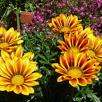 Buy canvas prints of Gazania flowers by Stephen Cocking