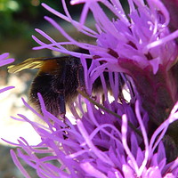Buy canvas prints of Bumble Bee on Liatris Flower by Stephen Cocking