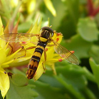Buy canvas prints of Hoverfly on Yellow Alpine Flower by Stephen Cocking