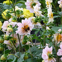 Buy canvas prints of Two Bees on Dahlia by Stephen Cocking