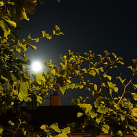 Buy canvas prints of Moonlit Tree by Stephen Cocking