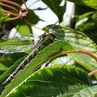 Buy canvas prints of Dragonfly in Cherry Tree by Stephen Cocking