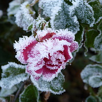 Buy canvas prints of Frosted Rose by Stephen Cocking