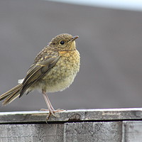 Buy canvas prints of Juvenile Robin by Stephen Cocking