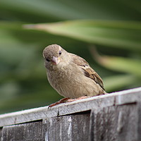 Buy canvas prints of House Sparrow by Stephen Cocking