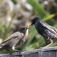 Buy canvas prints of Starling Feeding Chick by Stephen Cocking