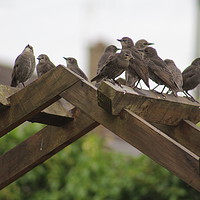 Buy canvas prints of Starlings on Archway by Stephen Cocking