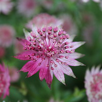 Buy canvas prints of Astrantia - TwoTone by Stephen Cocking