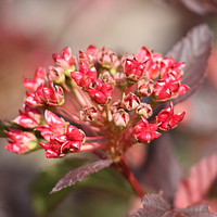 Buy canvas prints of Physocarpus Flowers by Stephen Cocking
