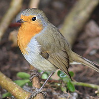 Buy canvas prints of Robin - Standing on Branch by Stephen Cocking