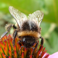 Buy canvas prints of Bumble Bee on Echinacea  by Stephen Cocking